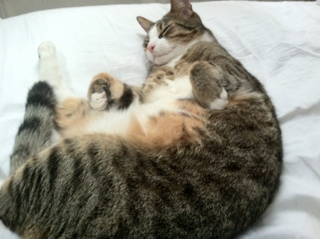 北方魔术轰然倒塌,奥兰多奇兵切特一箭破关,斩落山西不败金身