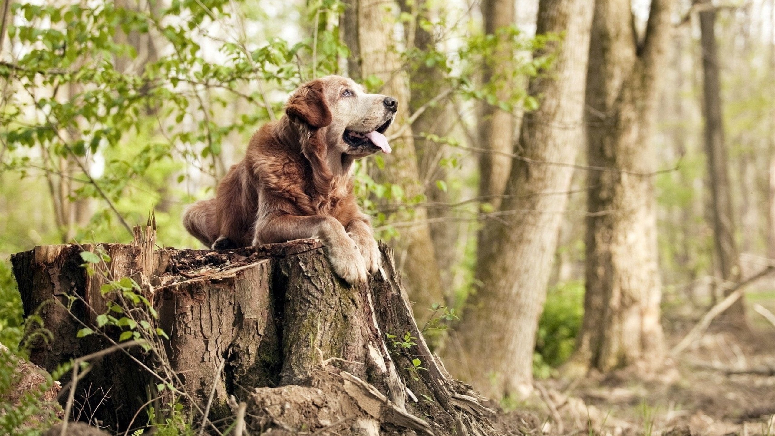 铁幕下的雄鹰折翼,德罗赞如何用一记外科手术刀撕开胜利之门?