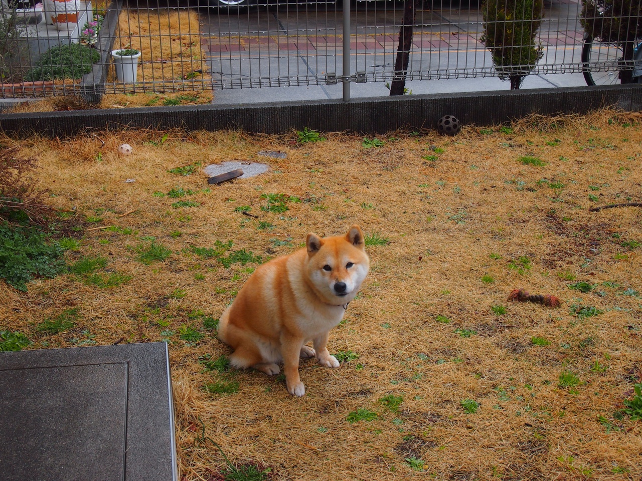 开云体育平台APP-黑金逆袭，锡安关键一剑，篮网刺破绿军不败金身