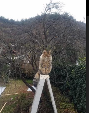 欧洲精密齿轮碾压亚洲新贵,萨卡加时绝杀铸就奥地利逆转传奇