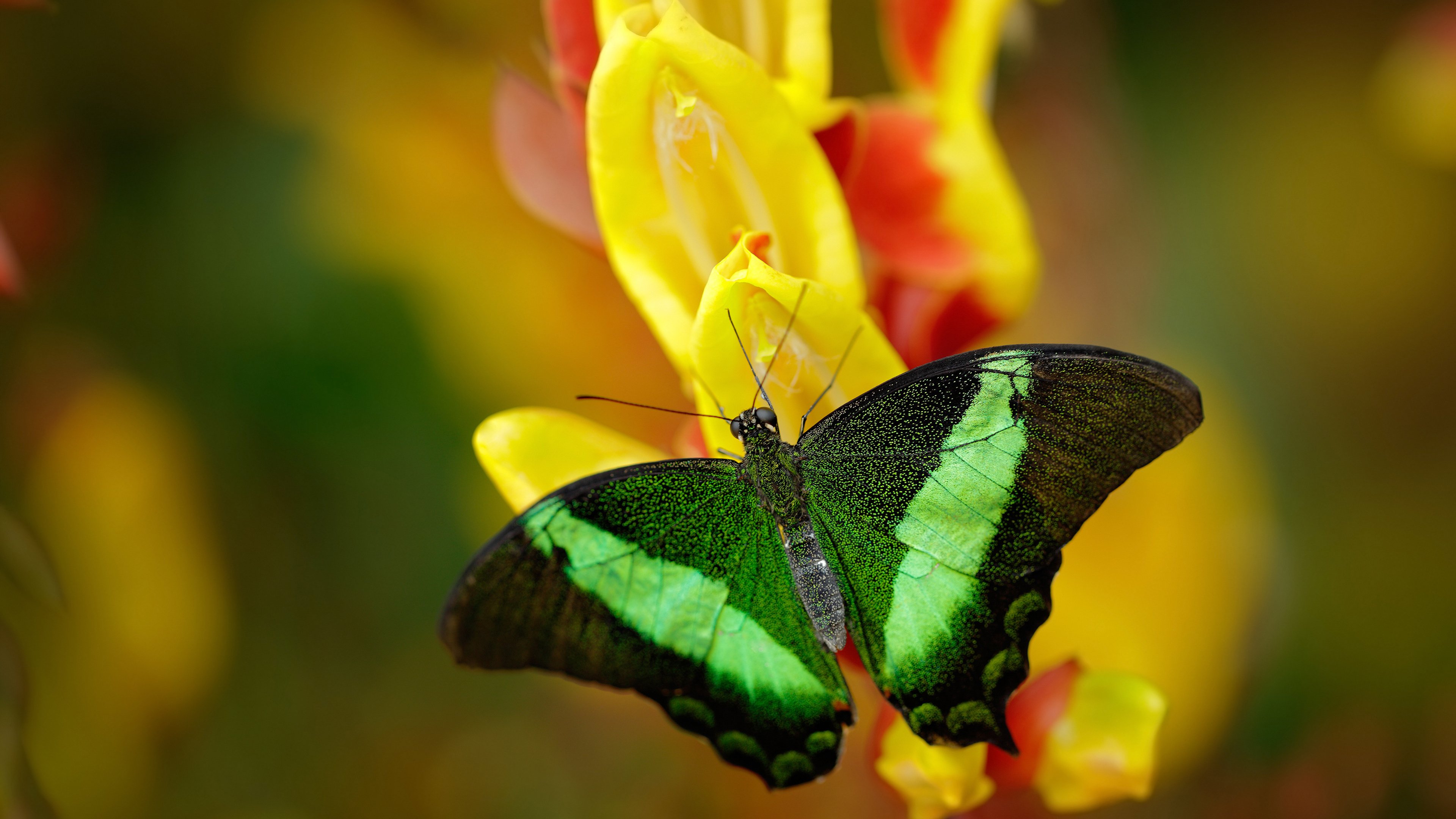 开云体育登录-悬崖边缘的瑞士军刀，特奥的利刃如何刺穿贝蒂斯，铸就决胜传奇