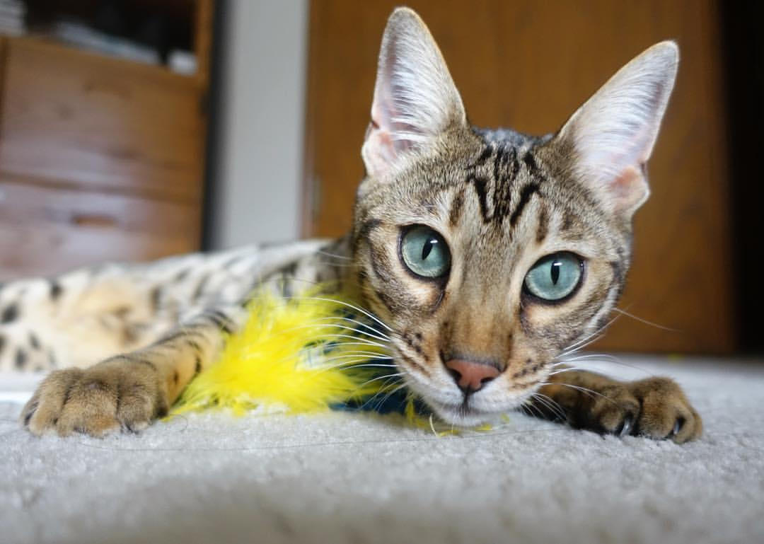 篮球双城记，爵士斩落新疆队，哈利伯顿德甲争冠战接管比赛