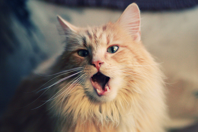 开云体育中国-唯一的关键先生，广厦队争冠战胜老鹰，锡安铸就历史性一刻