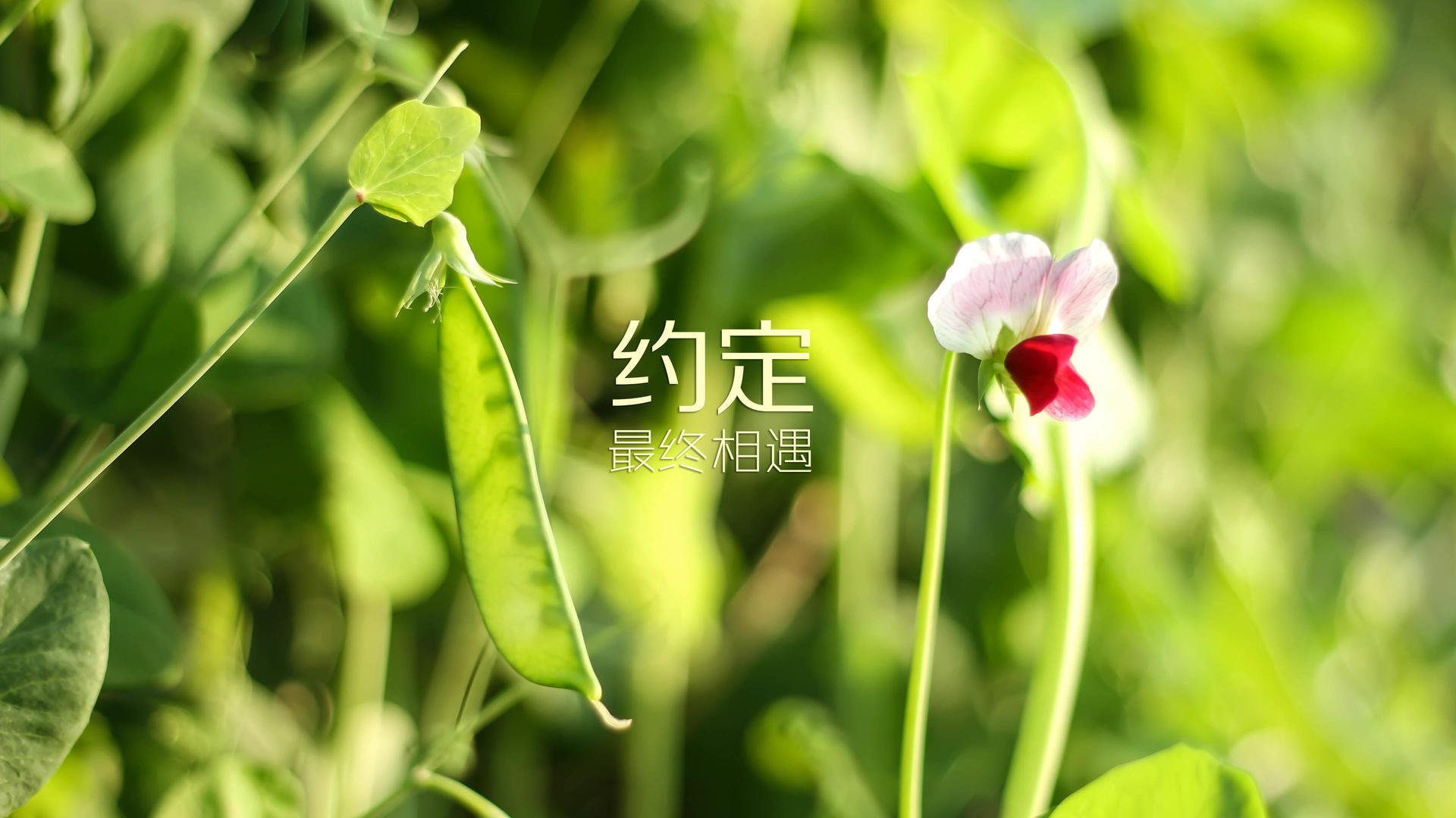 开云体育在线-海市蜃楼的独舞，当安第斯雄鹰碾碎日耳曼战车，莫德里奇在2026的时空裂缝里完成致命一击