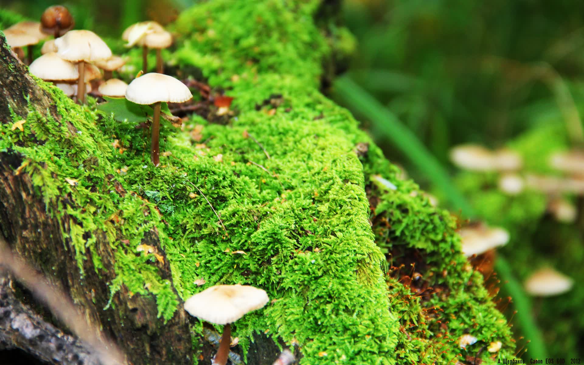 开云体育登录-唯一2026世界杯D组，当大象踩碎印加神话，范戴克用头槌写下永生难忘的一页